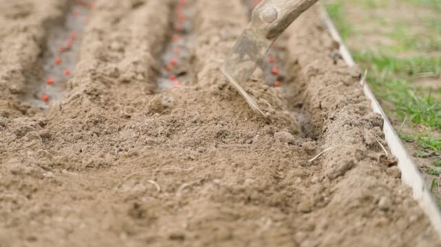 Hoe covering red treated seeds in furrow with soil close-up