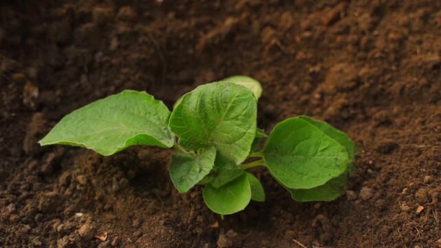 Freshly planted physalis seedling in garden bed top view close-up 