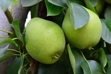 Two Green Pears Hanging on a Tree Branch macro © Irina