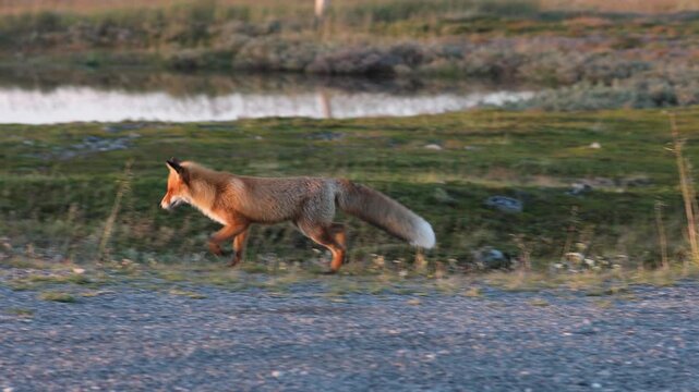 Red fox hunting at sunset in northern Norway