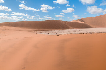 Fototapeta premium Midday view of Deadvlei in Sossusvlei, Namibia shows apricot dunes around a pale clay pan with dead camel thorn trees. Tiny hikers move along ridges under cumulus clouds.