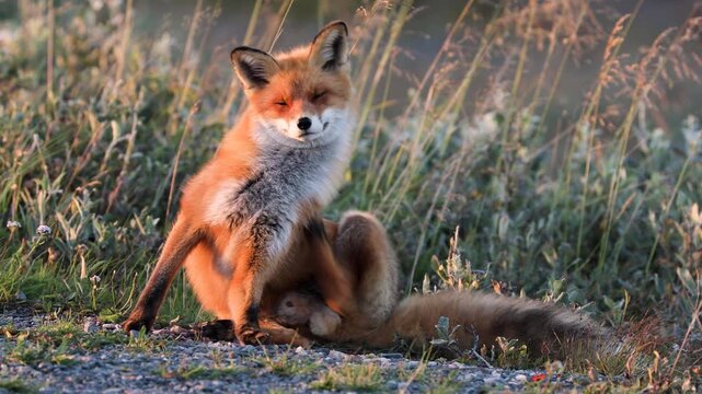 Red fox scratching at sunset in northern Norway