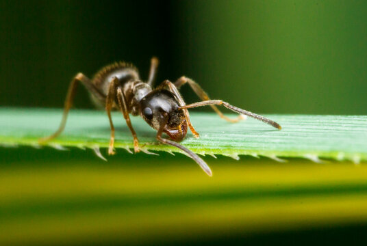 Close-Up of Dark Brown Ant Formica fusca on Green Leaf with Fine Details