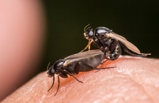 Mating Pair of Phorid Flies (Phoridae) on Human Skin with Glossy Black Bodies