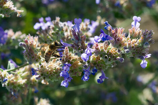  Biene auf Bl&uuml;ten