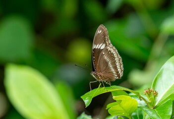 A common crow butterfly perches on a fresh green leaf in a lush garden © 光画社 (Kōgasha)