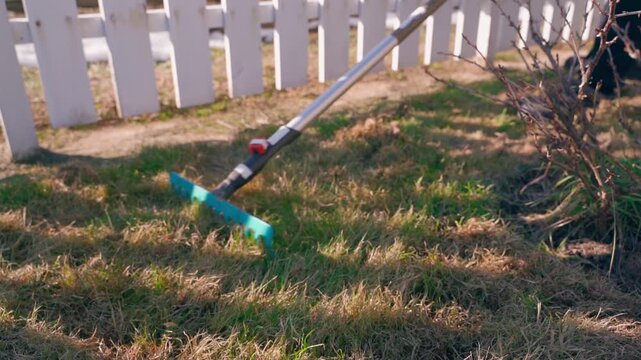 Raking dry grass on lawn near white picket fence in spring