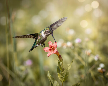 Hummingbird Feeding on a Pink Flower in Soft Light