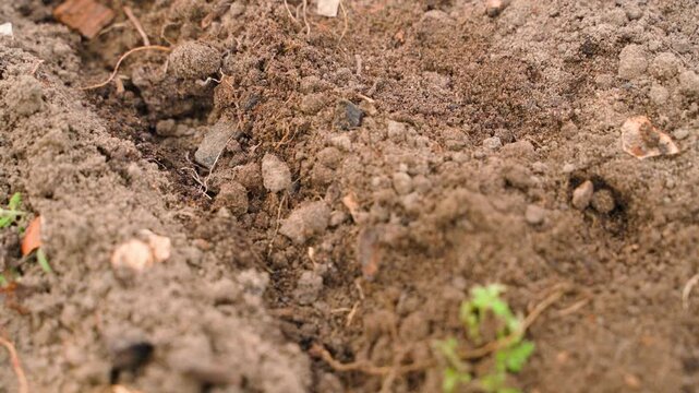 Covering bright green radish seeds with soil in garden bed close-up 
