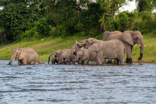 African bush elephants drinking from the Chobe River