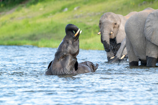 African elephants playing in the Chobe River in Chobe National Park