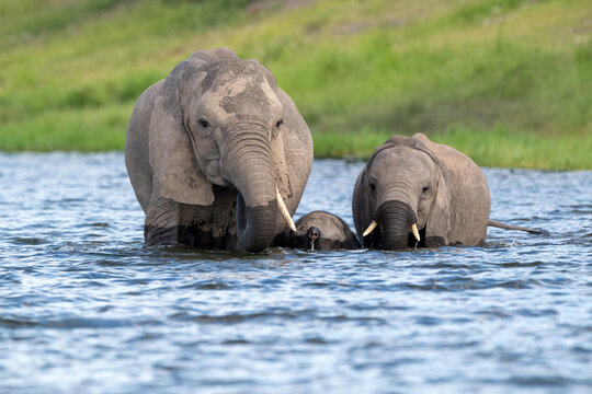 African bush elephants walking in the water of  the Chobe River