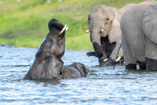 African elephants playing in the Chobe River in Chobe National Park