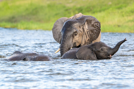 African elephants playing in the Chobe River in Chobe National Park