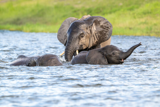 African elephants playing in the Chobe River in Chobe National Park