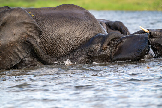 African elephants playing in the Chobe River in Chobe National Park