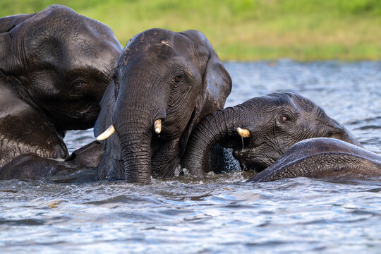 African elephants playing in the Chobe River in Chobe National Park