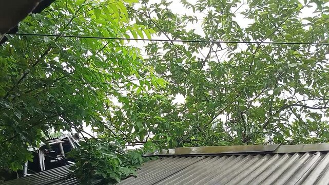 Green leaves and tree branches over a corrugated roof against a bright sky, natural outdoor background
