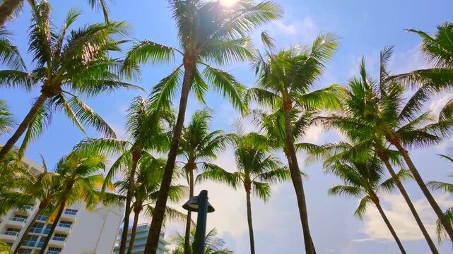 Tropical palms with sun shine motion video