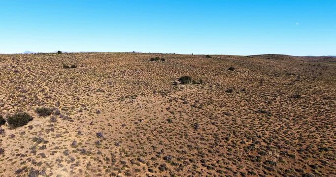 High-angle drone clip of two springbok grazing on a dry, shrub-covered hillside in the Karoo near Prince Albert, Western Cape, South Africa. 