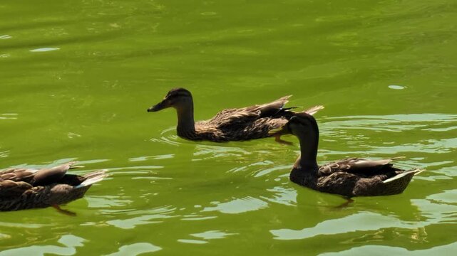 Mallard wild ducks, Anas platyrhynchos species, swimming together in a line on the bright green pond water during a sunny day in Bologna Park, Italy