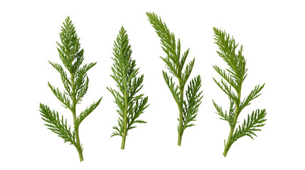 Obraz premium Single green yarrow herb stems isolated on transparent background png element