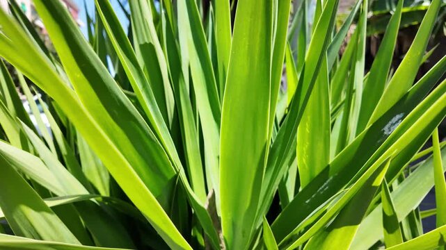 Aesthetic macro close up of green Yucca plant foliage