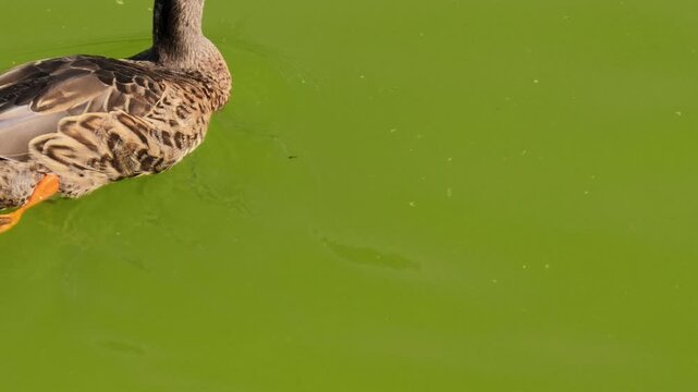 male of Mallard duck, Anas platyrhynchos, swimming gracefully in the vibrant green water of a pond, showcasing its detailed plumage and natural beauty in Bologna Park, Italy