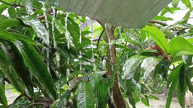 Rainwater dripping from corrugated tin roof onto lush green tree leaves during heavy monsoon rain