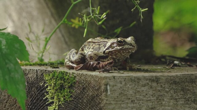 Brown patterned frog resting on a weathered wooden surface with moss, fallen leaves, and soft green vegetation in the background.