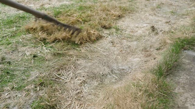 Rake pulling dry grass thatch across bare patch of lawn