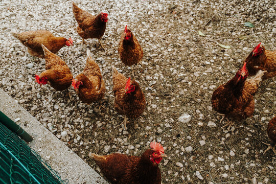 A group of brown hens gathers together on a gravel farmyard. The scene captures everyday life on a traditional poultry farm