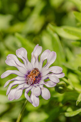 Naklejka premium Beautiful Flowers