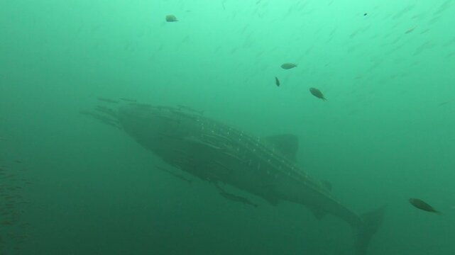 Whale shark swimming underwater with small fish in murky green ocean water
