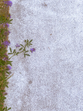 flowers on the stone background