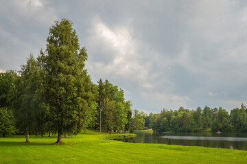 Obraz premium Beautiful lush green tree standing on a lake shore in a park during a cloudy summer day.