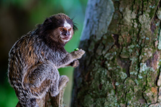 Common Marmoset Wild Monkey Brazilian Wildlife Tropical Forest Nature Native Mammal Primate Atlantic Forest Cerrado Animal Portrait Brazil South America Outdoor Conservation