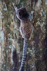 Common Marmoset Wild Monkey Brazilian Wildlife Tropical Forest Nature Native Mammal Primate Atlantic Forest Cerrado Animal Portrait Brazil South America Outdoor Conservation © Pedro