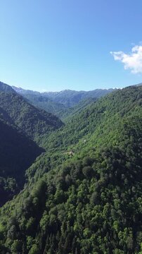 Vertical aerial drone video of a forested mountain peak in Adjara, Georgia, flown over at sunrise with snow-capped ridges in the background