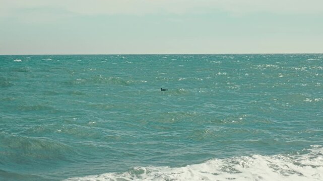 Wild Bird Floating on Choppy Sea Waves Close Up