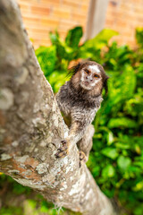 Common Marmoset Wild Monkey Brazilian Wildlife Tropical Forest Nature Native Mammal Primate Atlantic Forest Cerrado Animal Portrait Brazil South America Outdoor Conservation © Pedro