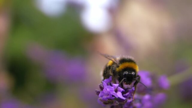 Bumble bee drinks nectar from lavender flower 