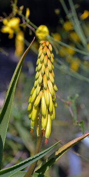 Kniphofia plant (commonly known as Tritoma or Torch Lily) bogliasco liguria italy
