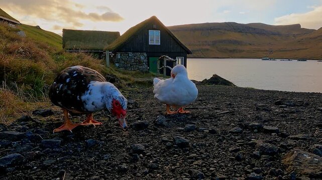 Free muscovy ducks in the Faroe Islands