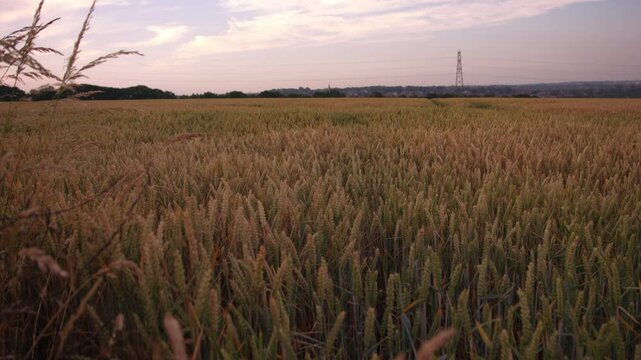 Ripe golden wheat crop plants fields in farmland countryside 