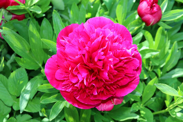 Obraz premium Pink peony on a sunny summer day in the garden - horizontal color photo, close-up