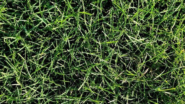Background view of dense green lawn grass texture with sunny highlights, detailed blades, and lush foliage, creating a natural top-down greenery pattern.