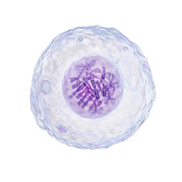 Dividing animal cell showing chromosomes in metaphase stage isolated on transparent background png element