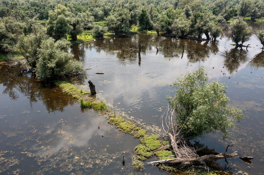 Aerial view of the Krnjaca wetland area featuring lush green trees, calm water, and dense aquatic vegetation in Belgrade, City of Belgrade, Serbia.