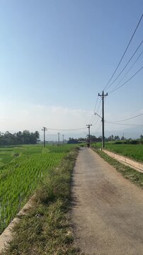 Cinematic view of tropical rice terraces and coconut trees in Bali or Java, vertical pan.